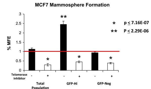 hTERT-eGFP-high MCF7 cells form mammospheres more efficiently, in a telomerase-dependent manner.