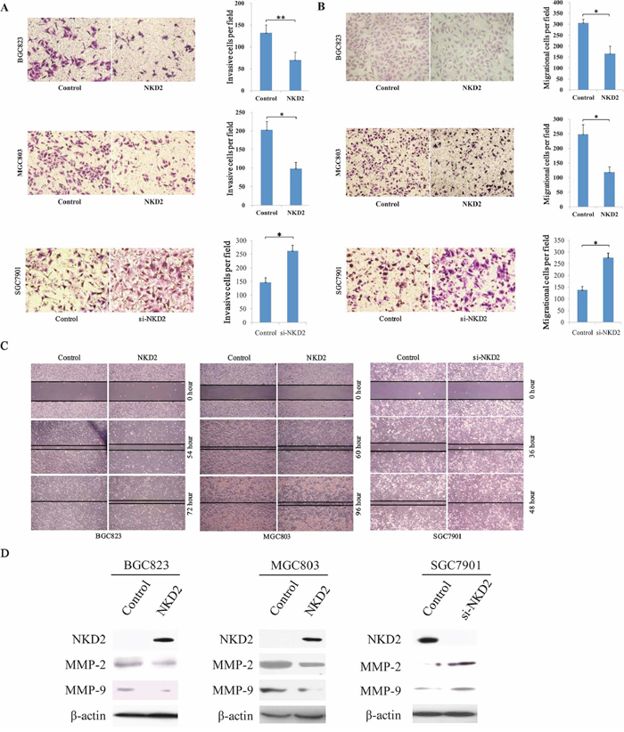 NKD2 inhibites cell invasion, migration and wound healing ability.