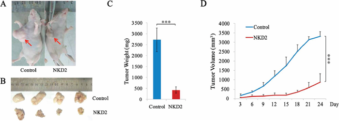 NKD2 suppresses gastric cancer cell growth in xenograft mice.