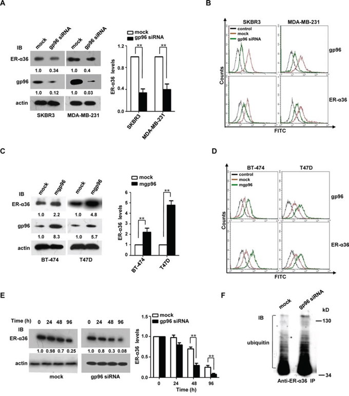 mgp96 upregulates the expression and stability of ER-&#x03B1;36 protein.