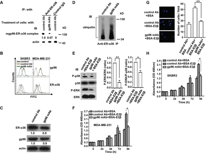 A gp96 mAb blocks the mgp96-ER-&#x03B1;36 interaction, decreases cell membrane ER-&#x03B1;36 levels, and suppresses growth and invasion of breast cancer cells.