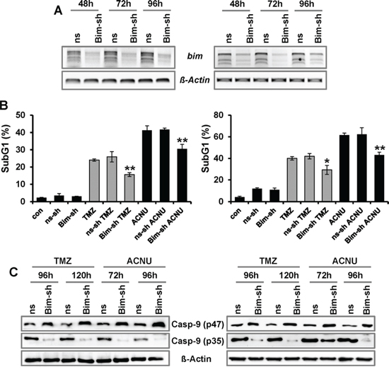 Impact of BIM on TMZ- and ACNU-induced cell death.