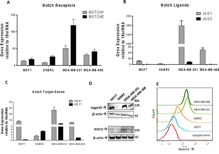 Expressions of Notch1 pathway genes are elevated in TNBC.