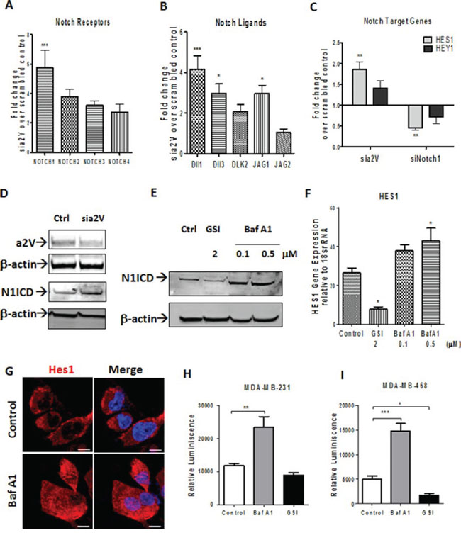 a2V inhibition increases Notch signaling in TNBC.
