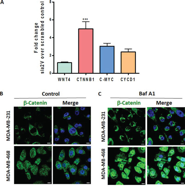 a2V-ATPase inhibition enhances Wnt signaling in TNBC.