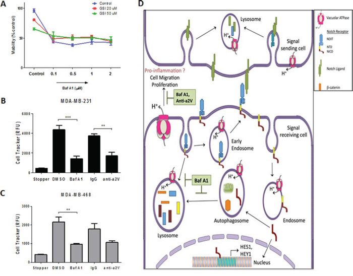 Effect of V-ATPase inhibition on cell viability and migration of TNBC cells.