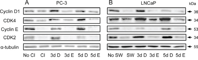 Modulation of cyclins and CDKs by Efipladib during cell cycle re-entry.