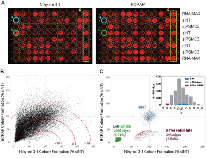 siRNA screening results.