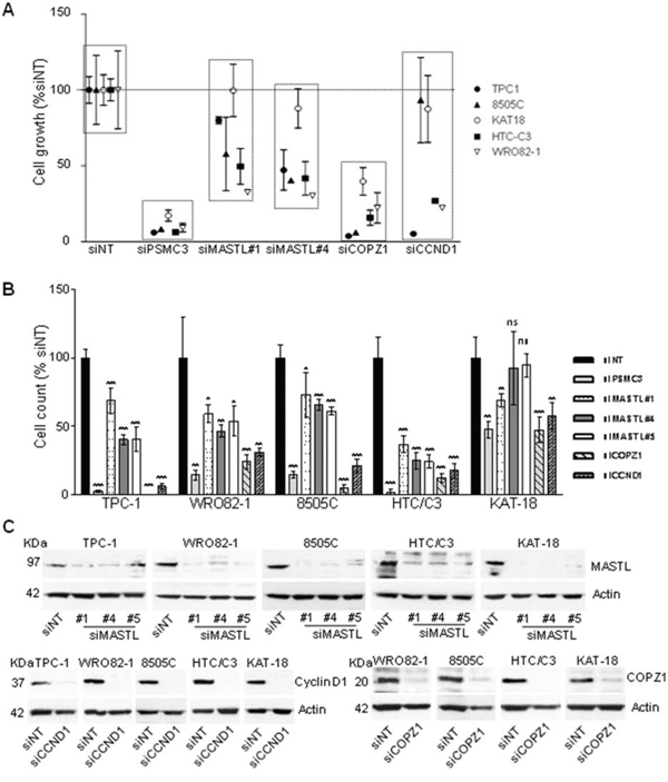 Effect of CCND1, MASTL and COPZ1 silencing on different thyroid tumor cell lines.