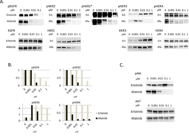 Afatinib inhibits phosphorylation of HER3 dose-dependently, in parallel with inhibition of phosphorylation of other HER family members in heregulin-overexpressing NSCLCs.