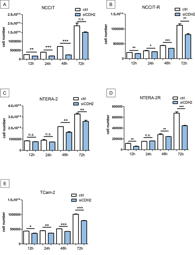 Silencing of N-cadherin significantly reduces proliferation in GCT cell lines.
