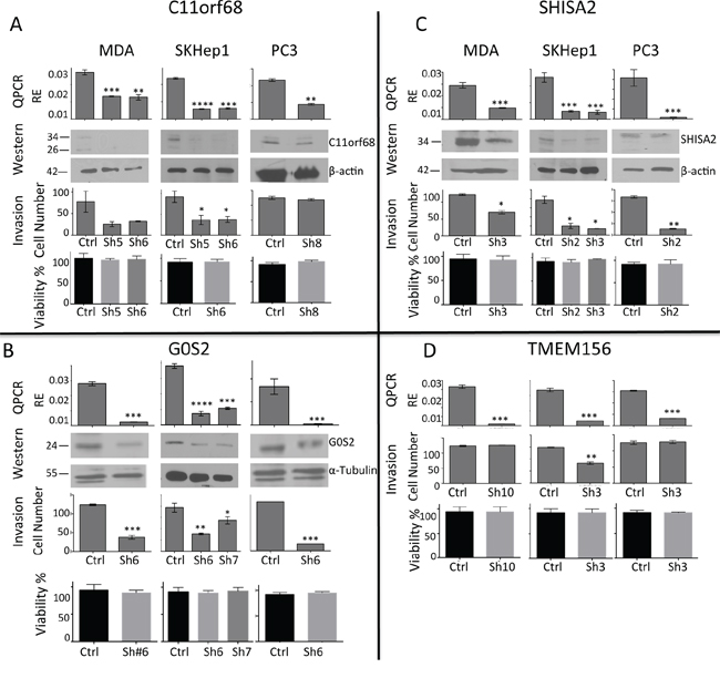 C11orf68, G0S2, SHISA2 and TMEM156 depletion decreases invasive capacities in vitro without affecting cell viability.