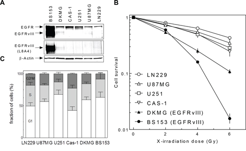 EGFRvIII expression and radiosensitivity of different GBM cell lines.