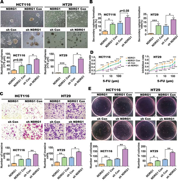 NDRG1 inhibits CSC-related phenotypes and tumorigenesis in CRC cells (HCT116 or HT29) with NDRG1 over-expression or silencing.