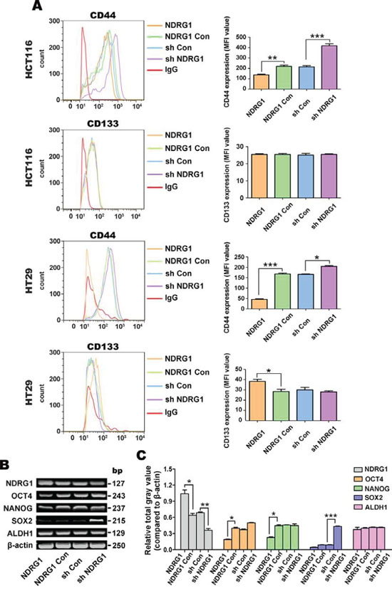 NDRG1 over-expression decreases expression of the CSC marker, CD44, but not CD133, in the HCT116 and HT29 cell-types.