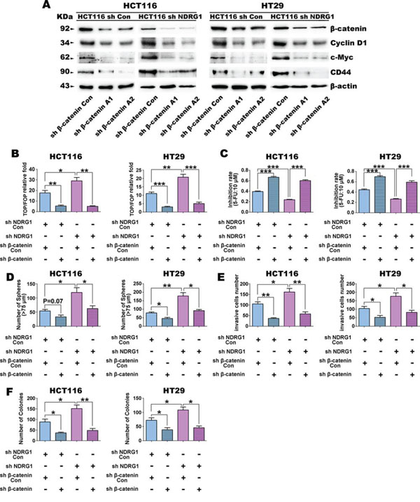 Down-regulation of &#x03B2;-catenin reverses the stem cell-like phenotypes in HCT116 and HT29 cells caused by NDRG1 silencing.