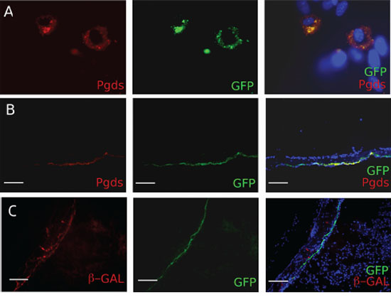 In vitro and in vivo characterization of the PDGDStv-a mouse.