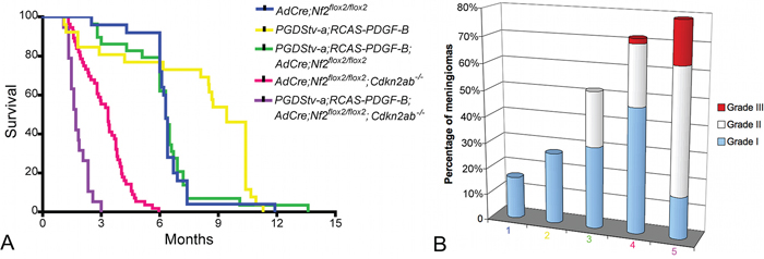 Role of PDGF-B alone or in association with Nf2 loss and Cdkn2ab loss in meningiomagenesis.