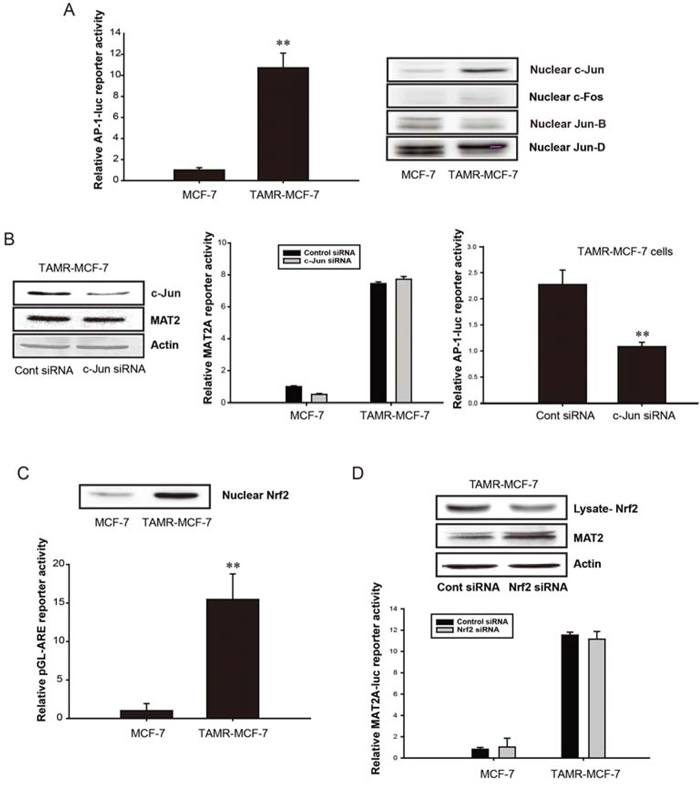 No involvement of AP-1 and Nrf2 in up-regulation of MAT2A gene in TAMR-MCF-7 cells.