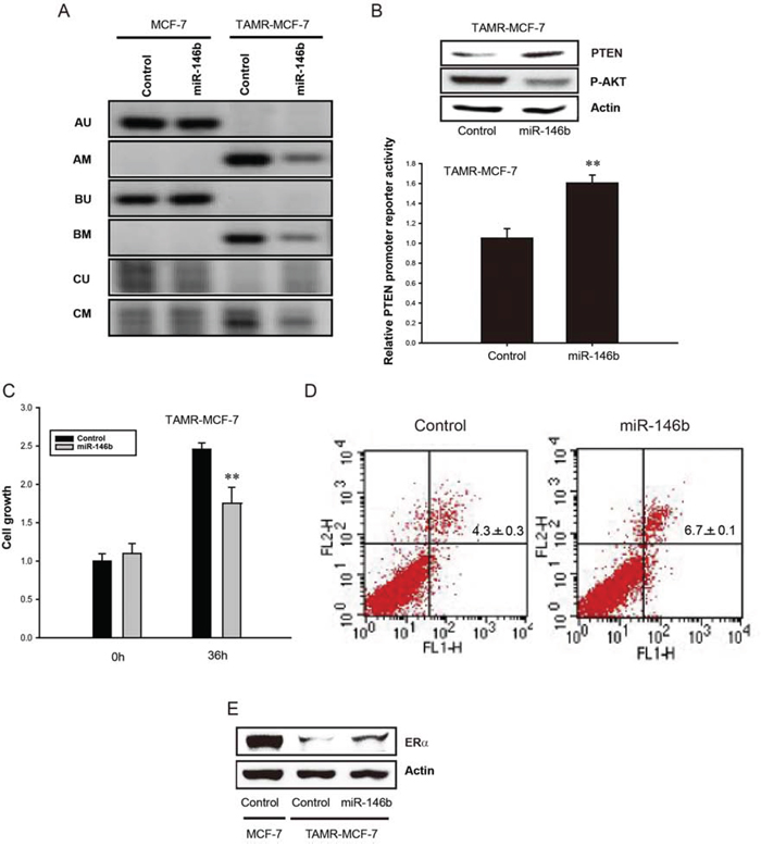 Reversal of PTEN promoter methylation by miR-146b in TAMR-MCF-7 cells.