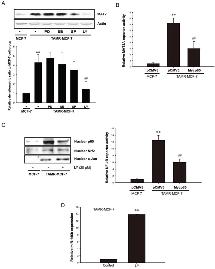 Role of PI3K in NF-&#x03BA;B-dependent MAT2A expression in TAMR-MCF-7 cell.