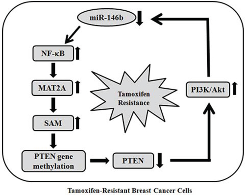 Proposed mechanism for TAM-resistance.