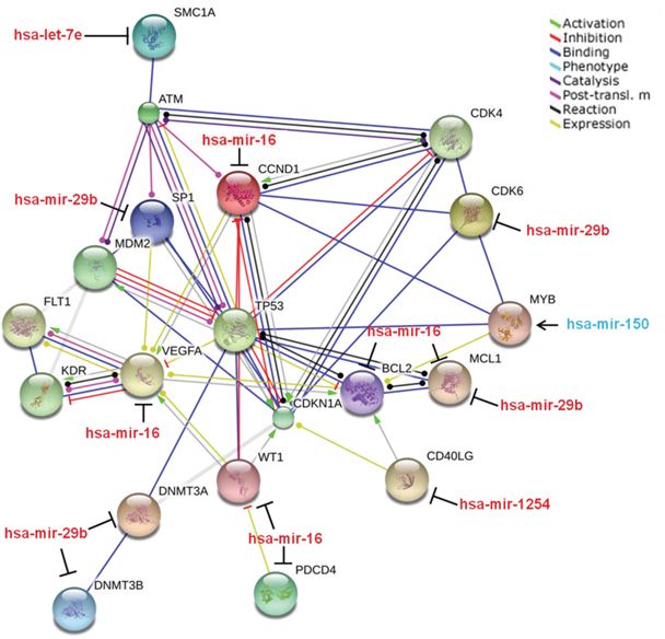 Pathway analysis of proteins regulated by the 5 &ldquo;fingerprint&rdquo; miRNAs.