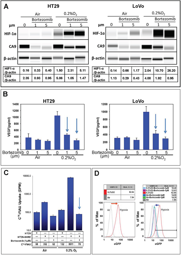 HIF-1&#x03B1; mediated hypoxia response inhibited by bortezomib.