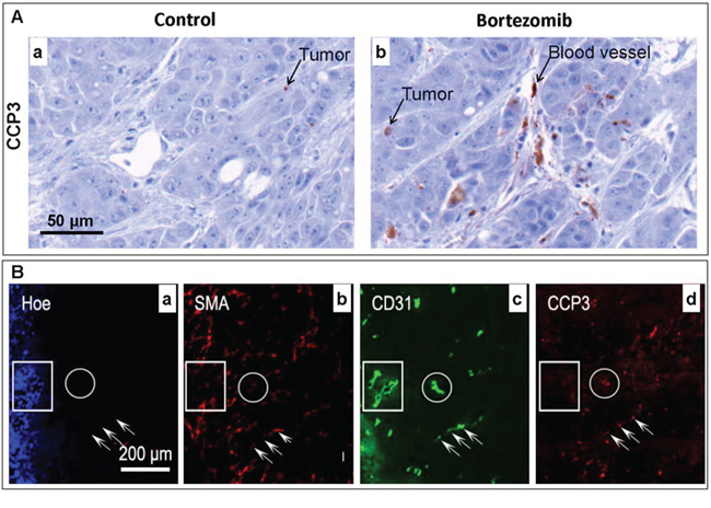 Effects of bortezomib on HT29&#x2013;9HRE tumors assessed ex vivo by immunohistochemistry (IHC).