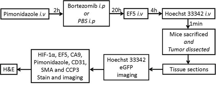 Experiment flowchart for bortezomib administration, multiple marker injection and IHC staining.