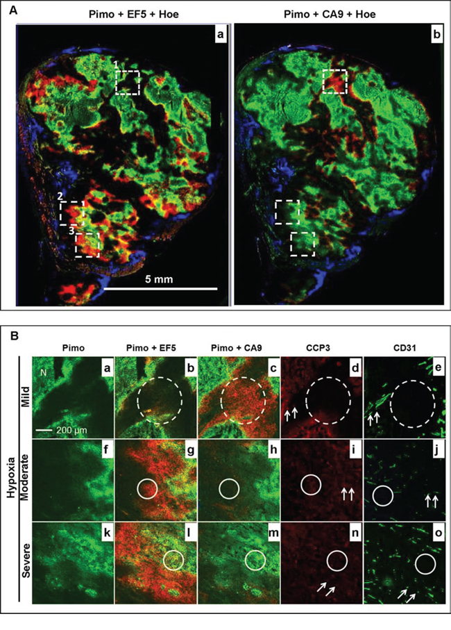 Changes in the hypoxia microenvironment in a representative bortezomib-treated HT29&#x2013;9HRE tumor.