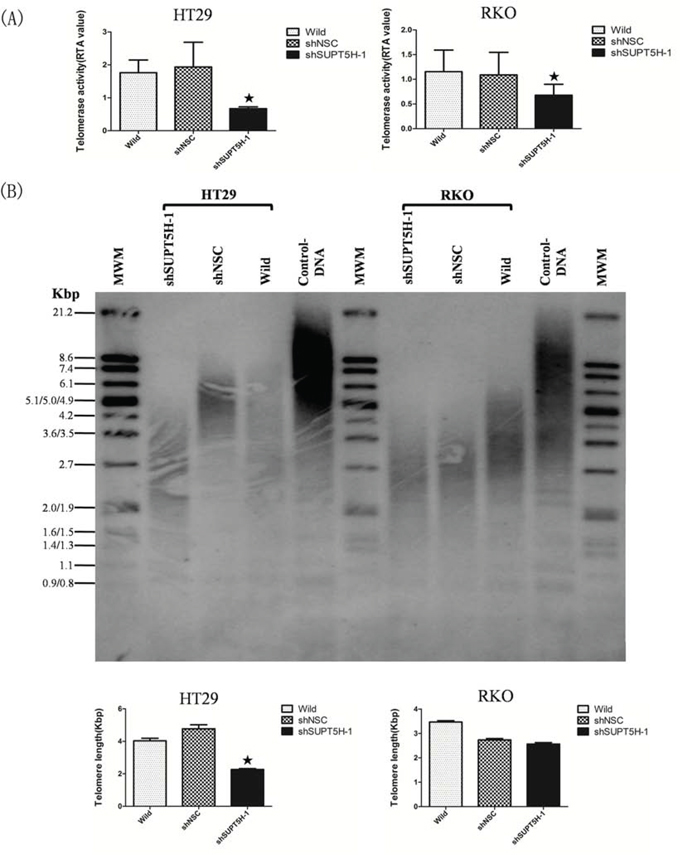 The effects of SUPT5H inhibition on telomerase activity and telomere length.