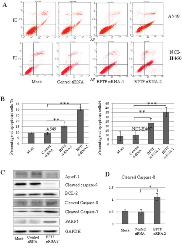 Knockdown of BPTF activated apoptosis by caspase-dependent pathway.