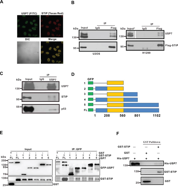 STIP colocalizes and interacts with USP7.