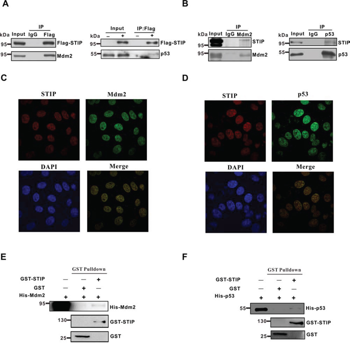 STIP directly interacts with Mdm2 or p53.