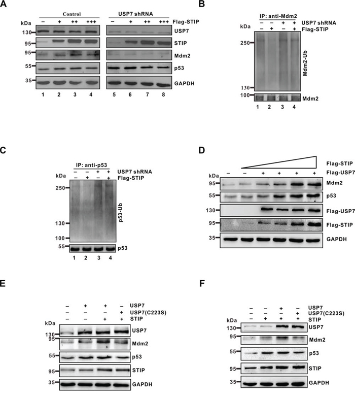 The effect of STIP on Mdm2 and p53 stability depends on USP7.