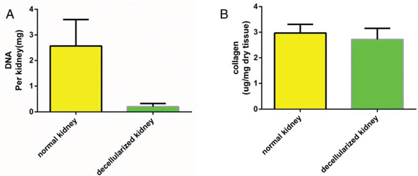 Quantitative assay of DNA and collagen content.