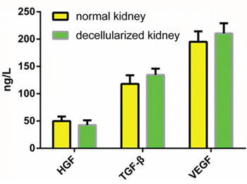 Quantitative assay of cytokines in DC kidney scaffolds.