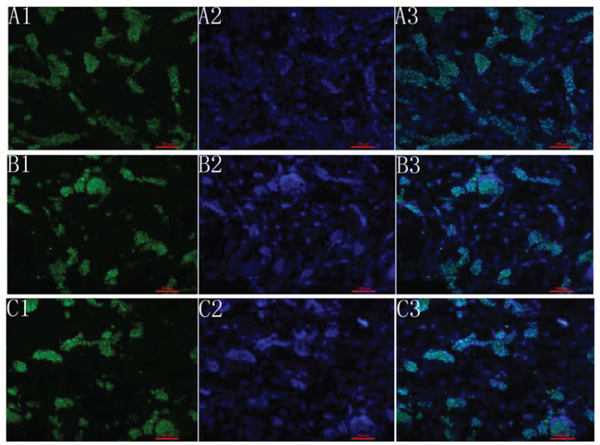 Fluorescence analysis of mES cells.