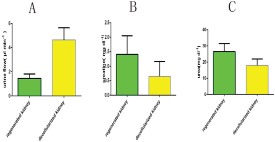 Functional test after transplantation of regenerated kidney.