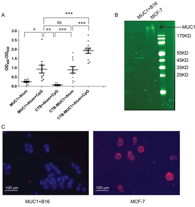 Antibody specificity analysis by ELISA, Immunoblotting and immunofluorescence.