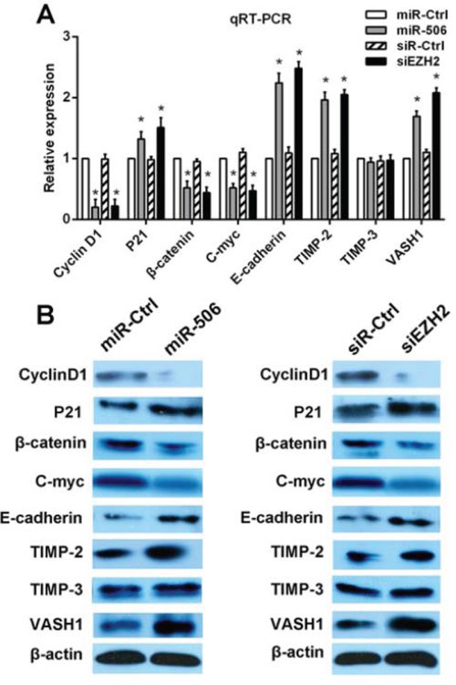 miR-506-EZH2 activates/suppresses specific downstream tumor-associated genes and the Wnt/&#x03B2;-catenin signaling pathway.