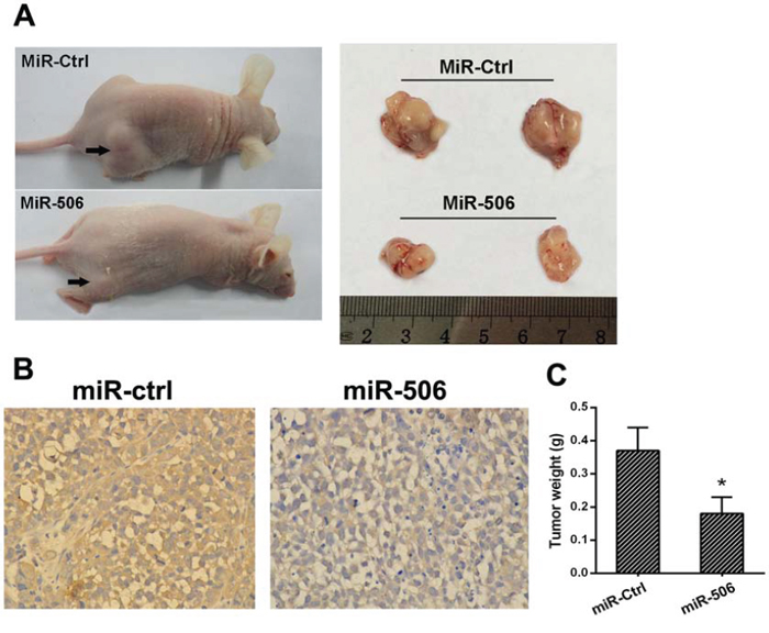 miR-506 inhibits tumorigenicity in vivo.