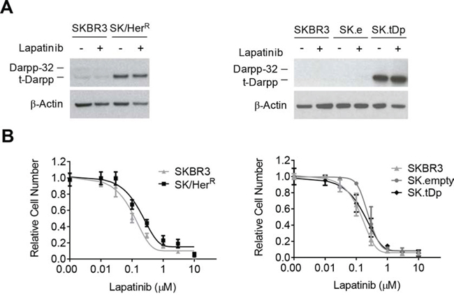 Lapatinib sensitivity in cell lines overexpressing t-Darpp.