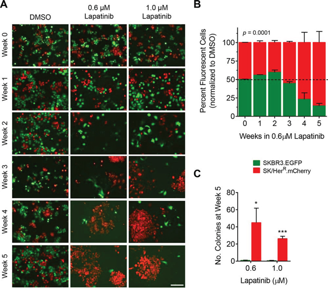 Colony formation by SK/HerR cells exposed to lapatinib.