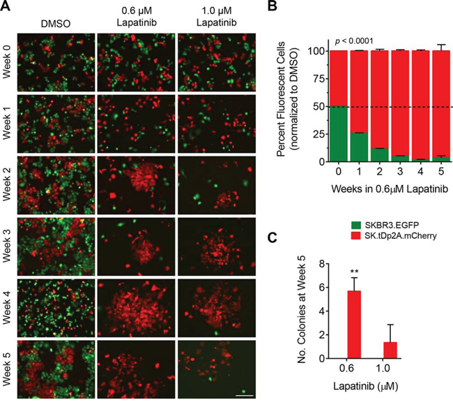 Colony formation by SK.tDp cells exposed to lapatinib.