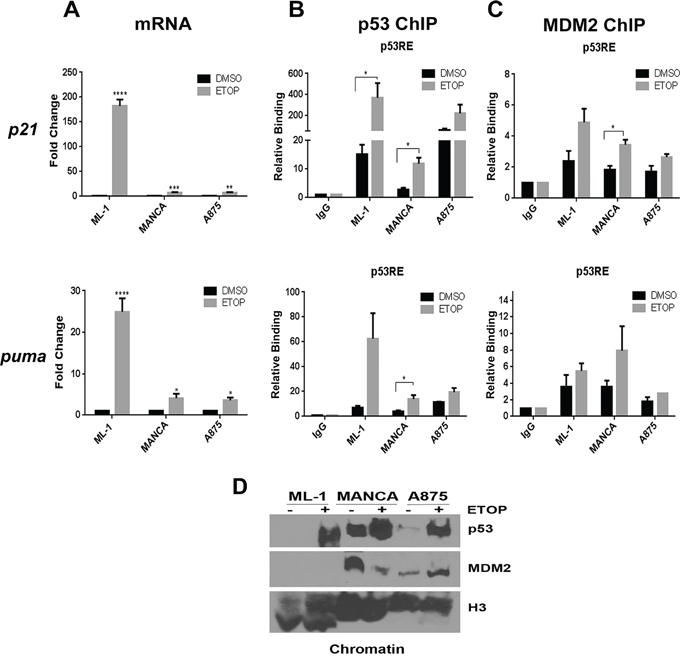 Cancer cells with G/G mdm2 SNP309 have compromised transcriptional activation of p53 target genes after DNA damage.