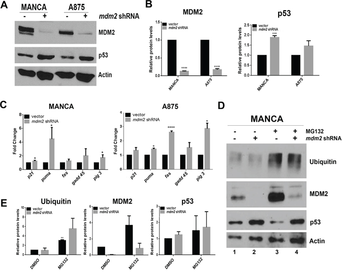 MDM2 knockdown in G/G SNP309 cancer cells moderately increases transcription of p53 target genes without increasing p53 degradation.