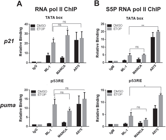 Etoposide treatment in G/G SNP309 cells results in functional transcription initiation.