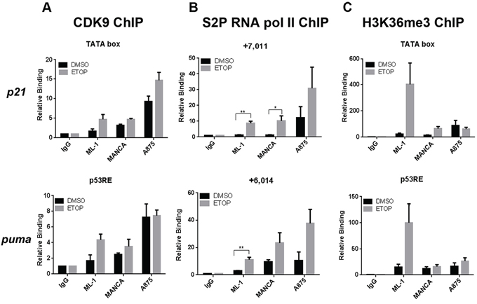 Reduced Histone H3K36me3 indicates less active transcription elongation near p53 target gene transcription start sites.